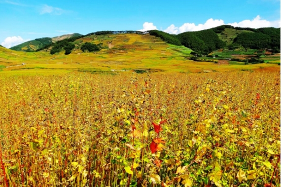 C00DC24938E2949307277008838_8CF90CDD_3A8CA